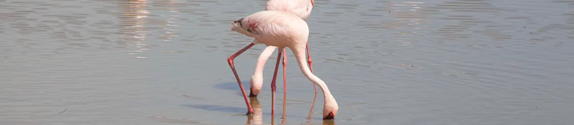 Serengeti National Park - Central