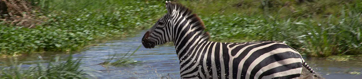 Serengeti National Park - Central