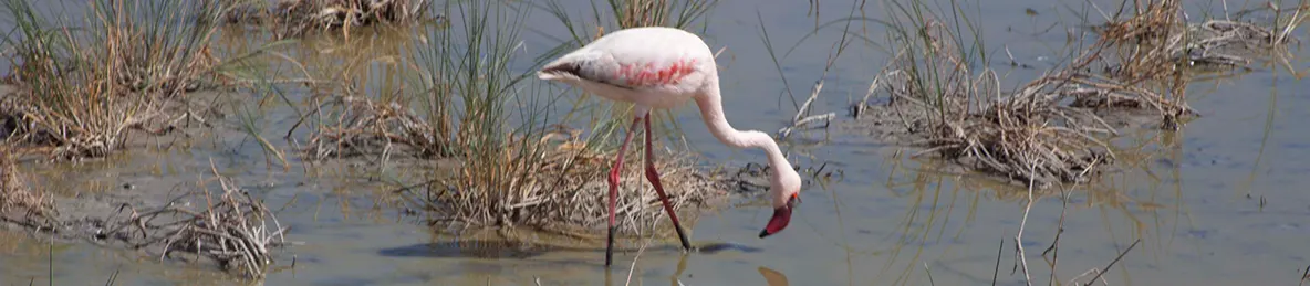 Serengeti National Park - Central