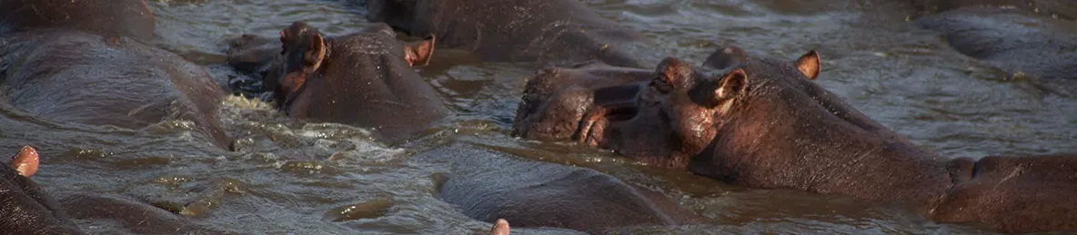 Serengeti National Park - Central