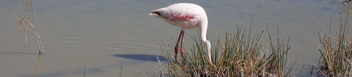 Serengeti National Park - Central