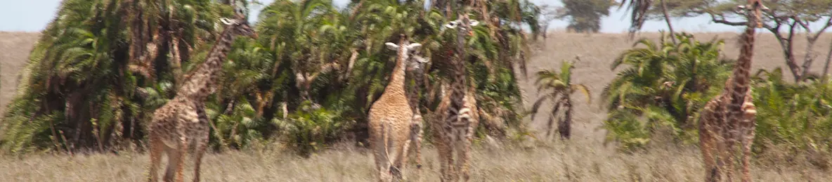 Serengeti National Park - Central