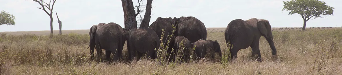 Serengeti National Park - Central
