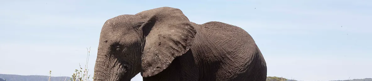 Serengeti National Park - Central