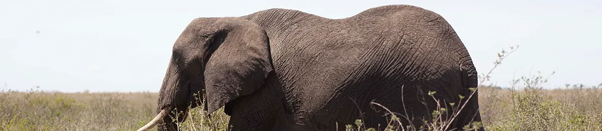 Serengeti National Park - Central