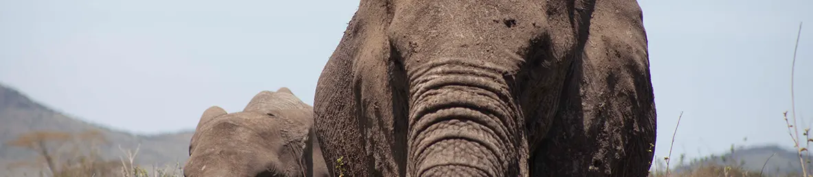 Serengeti National Park - Central