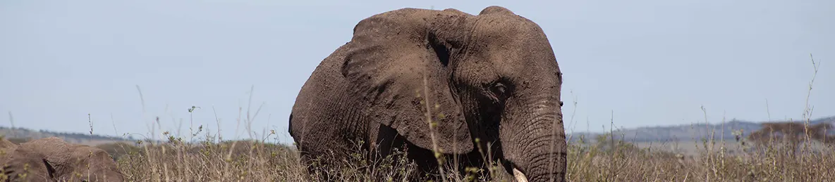 Serengeti National Park - Central