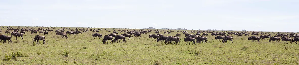 Serengeti National Park - Central