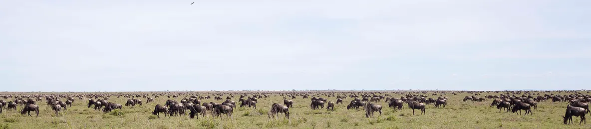 Serengeti National Park - Central