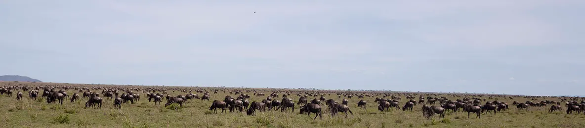 Serengeti National Park - Central