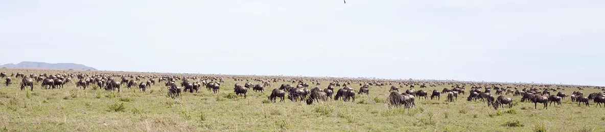 Serengeti National Park - Central