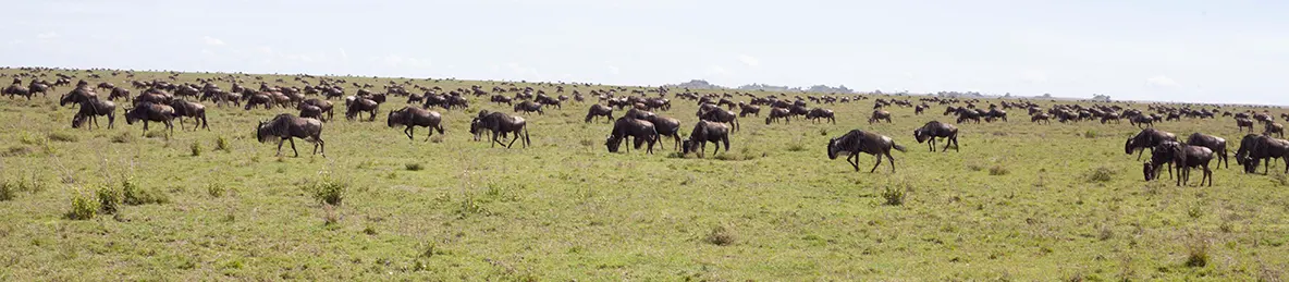 Serengeti National Park - Central