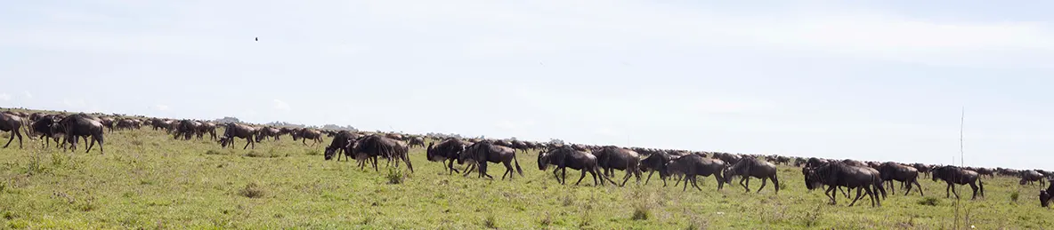 Serengeti National Park - Central
