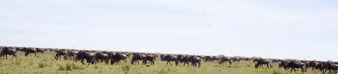 Serengeti National Park - Central