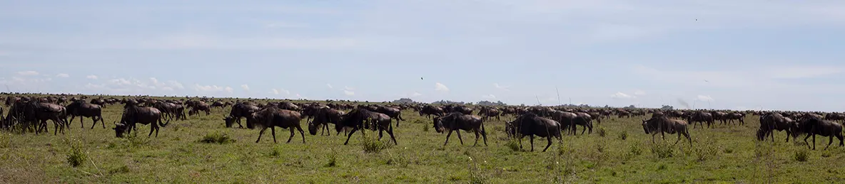 Serengeti National Park - Central
