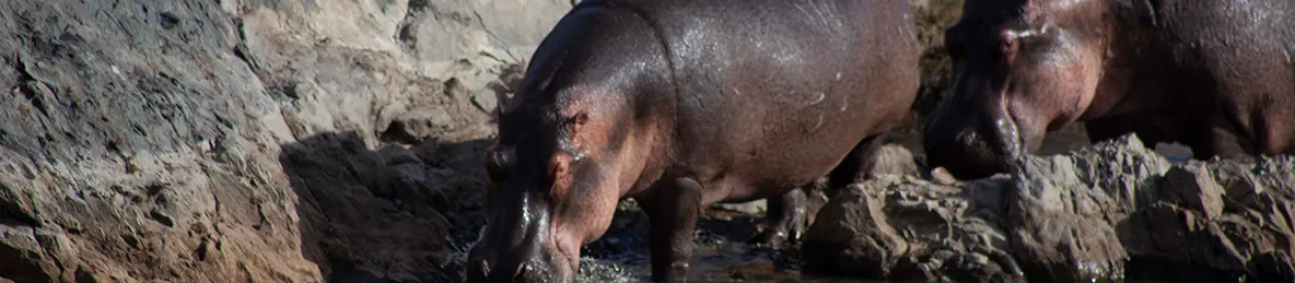 Serengeti National Park - Central