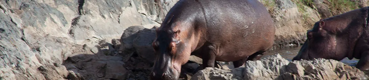 Serengeti National Park - Central