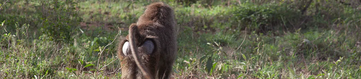 Serengeti National Park - Central