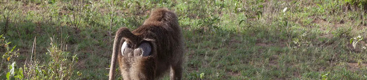 Serengeti National Park - Central