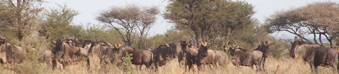 Serengeti National Park - Central