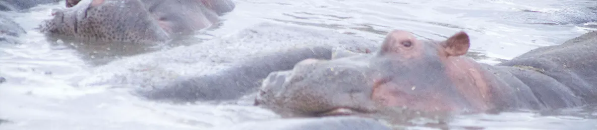 Serengeti National Park - Central