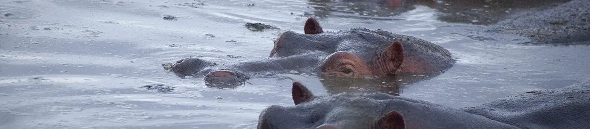 Serengeti National Park - Central