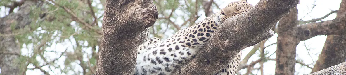 Serengeti National Park - Central