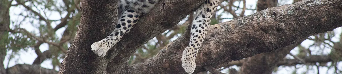 Serengeti National Park - Central