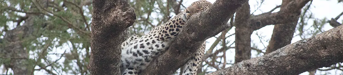 Serengeti National Park - Central