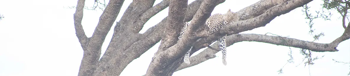 Serengeti National Park - Central