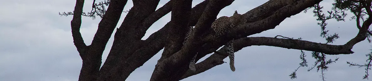 Serengeti National Park - Central