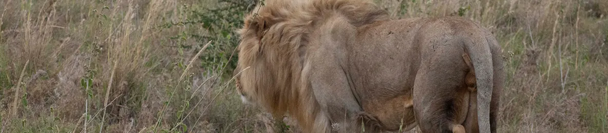 Serengeti National Park - Central