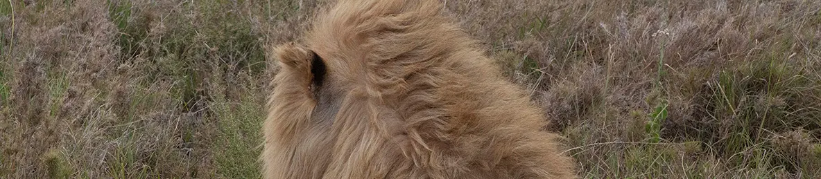 Serengeti National Park - Central