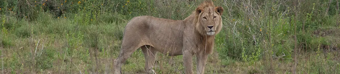 Serengeti National Park - Central