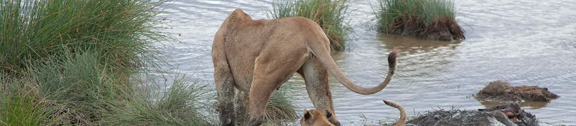 Serengeti National Park - Central