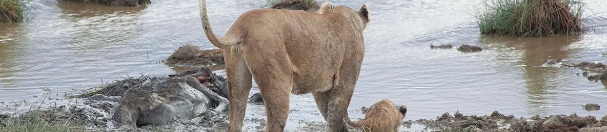 Serengeti National Park - Central