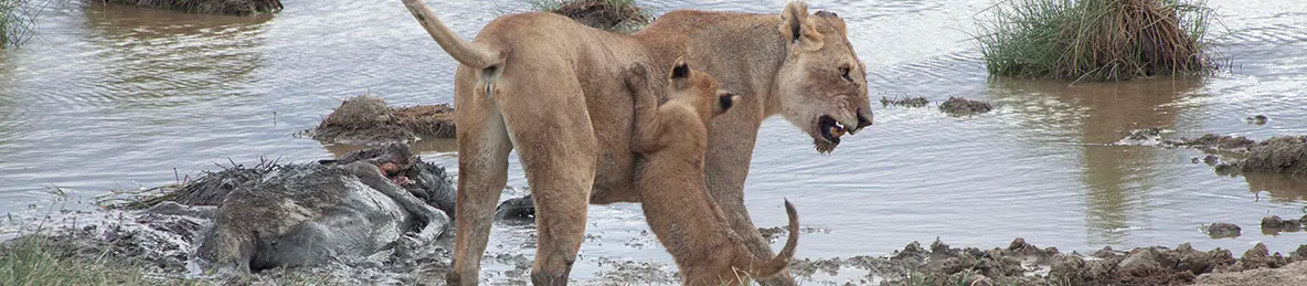 Serengeti National Park - Central