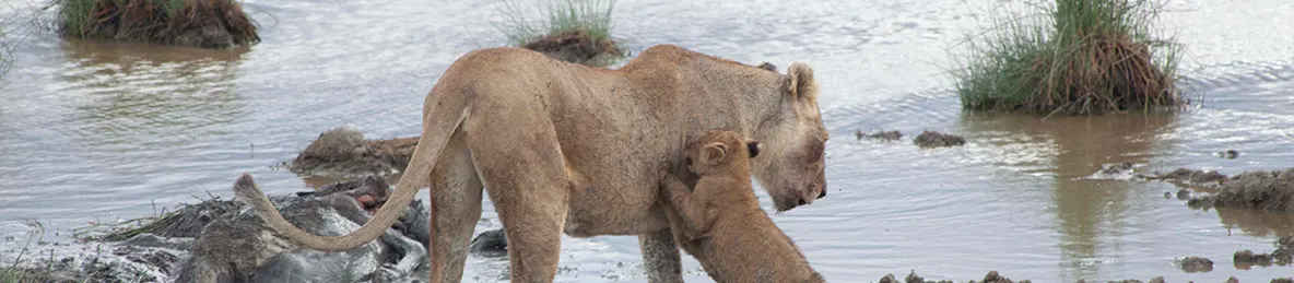 Serengeti National Park - Central