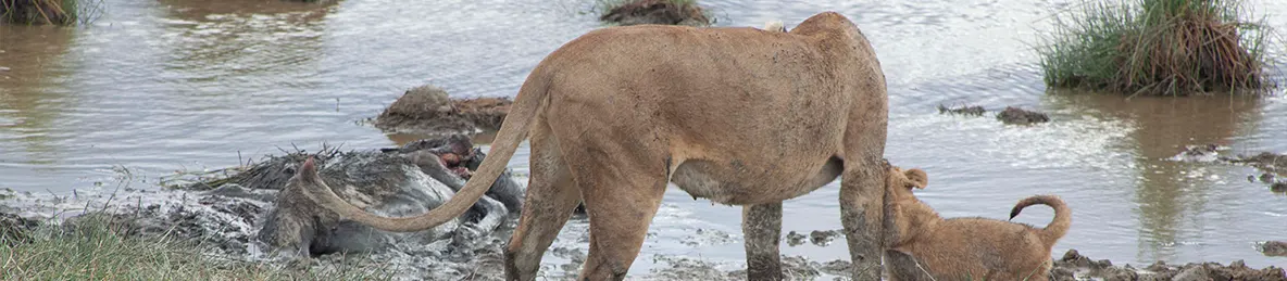 Serengeti National Park - Central