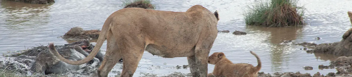 Serengeti National Park - Central