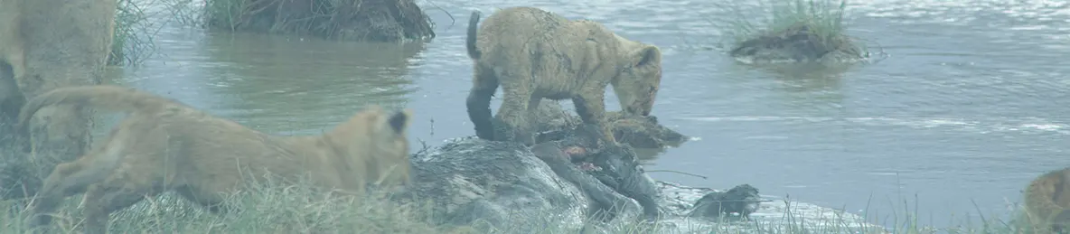 Serengeti National Park - Central