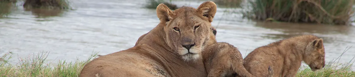 Serengeti National Park - Central