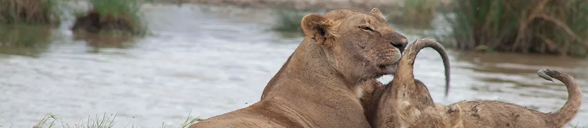 Serengeti National Park - Central