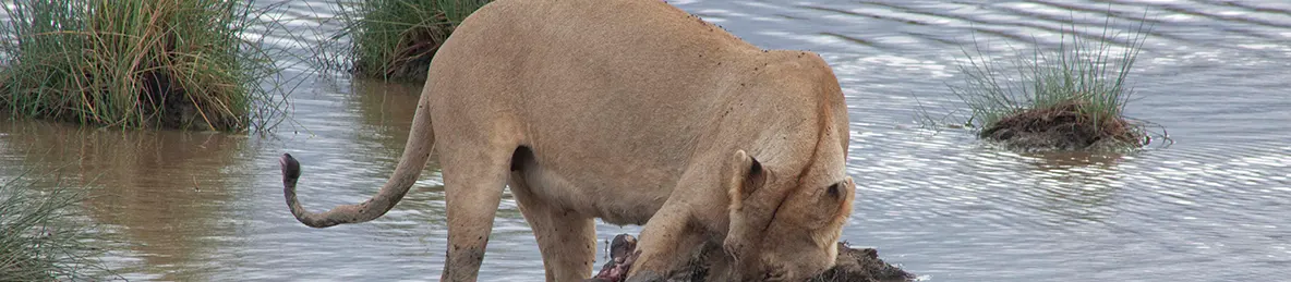 Serengeti National Park - Central