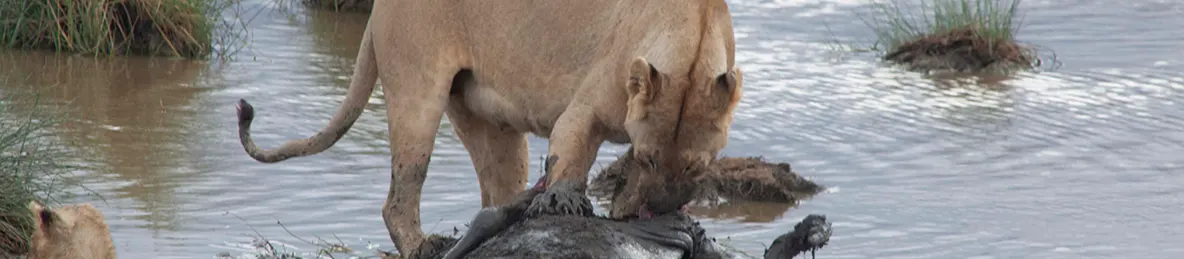 Serengeti National Park - Central