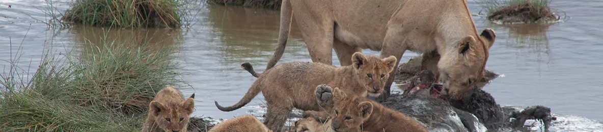 Serengeti National Park - Central