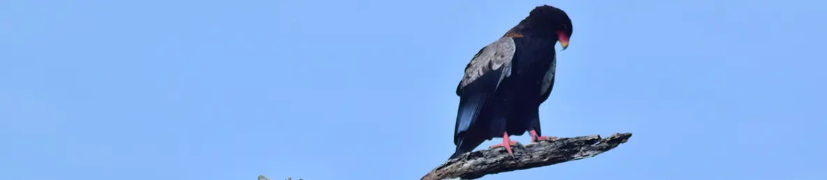 Serengeti National Park - Central