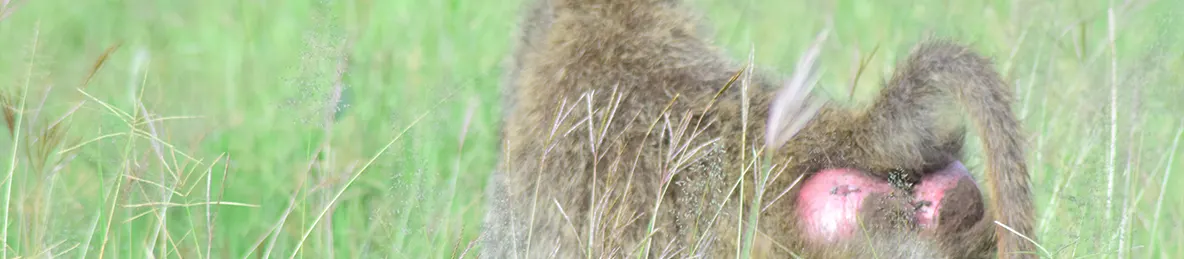 Serengeti National Park - Central