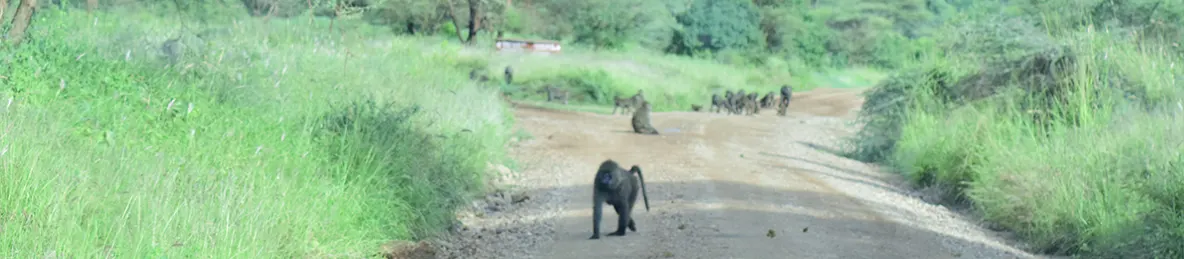 Serengeti National Park - Central