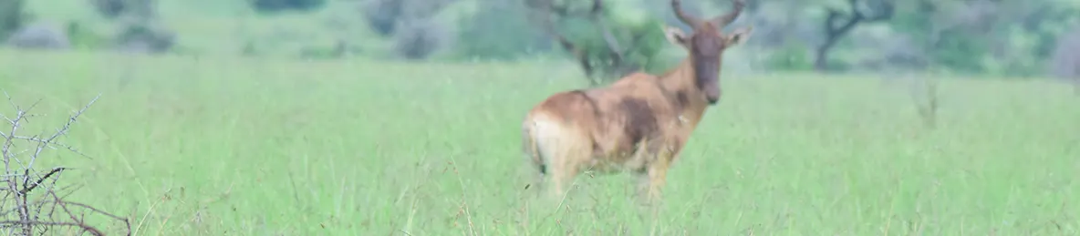 Serengeti National Park - Central